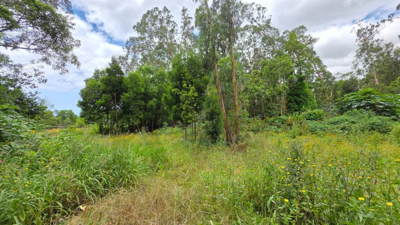 Terreno para Venda em Rosto do Cão (Livramento) Foto 18
