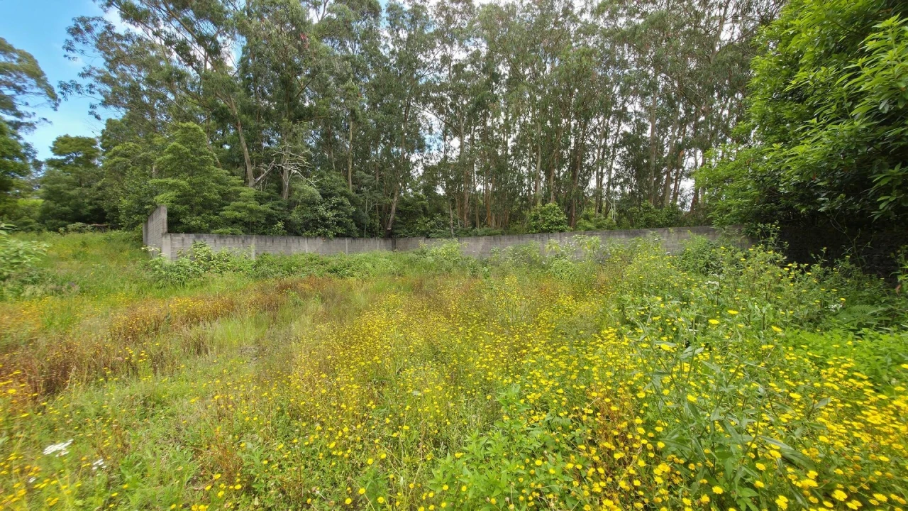 Terreno para Venda em Rosto do Cão (Livramento) Foto 4