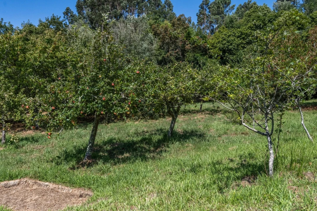 Quinta T5 para Venda em Gondar e Orbacém Foto 54