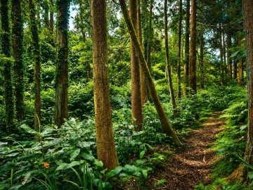 Terreno para Venda em Remedios