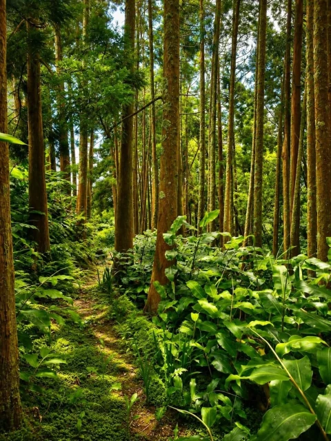 Terreno para Venda em Remedios