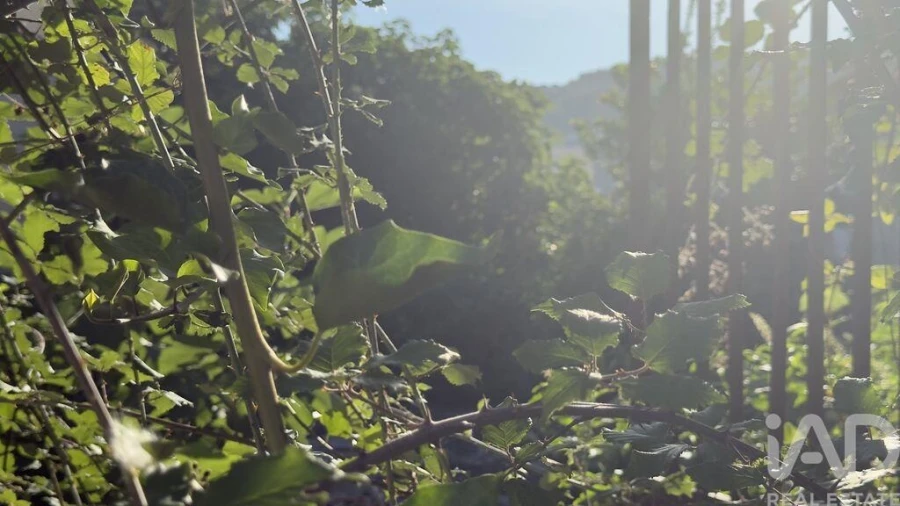 Prédio para Venda em Peso da Régua e Godim Foto 39