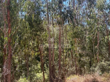 Quinta T7 para Venda em São Luis