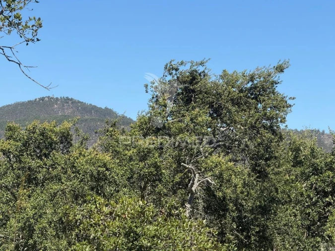 Quinta T7 para Venda em São Luis Foto 13