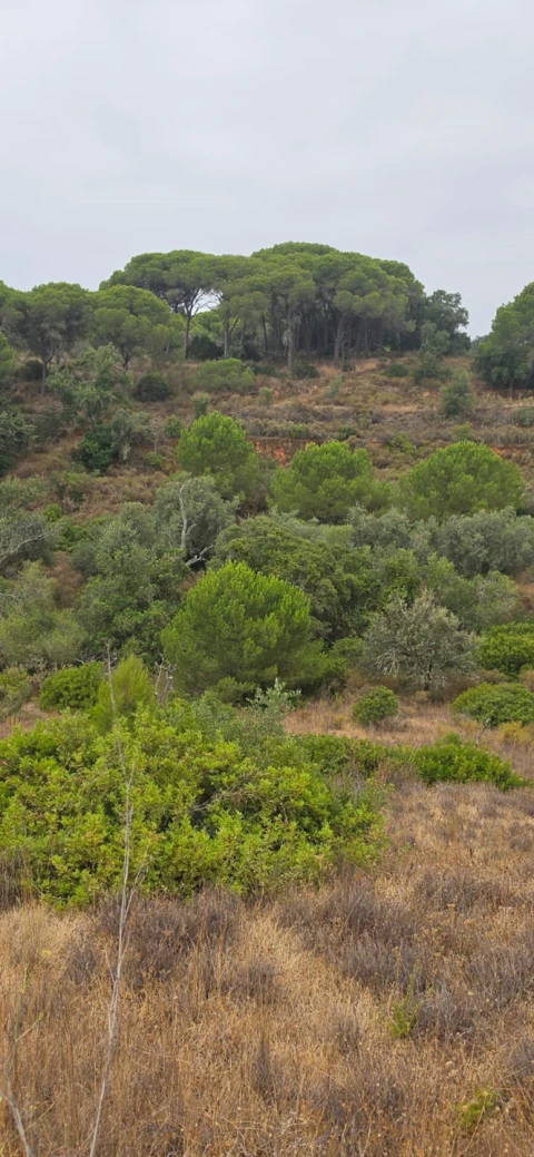 Terreno para Venda em Porches