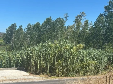 Terreno para Venda em Amor