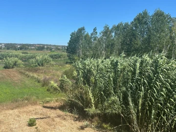 Terreno para Venda em Amor