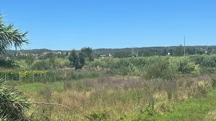 Terreno para Venda em Amor