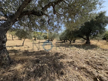 Terreno Agricola ou Rústico para Venda em Adeganha e Cardanha