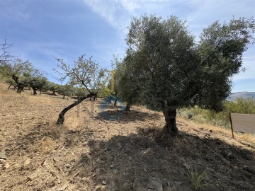 Terreno Agricola ou Rústico para Venda em Adeganha e Cardanha