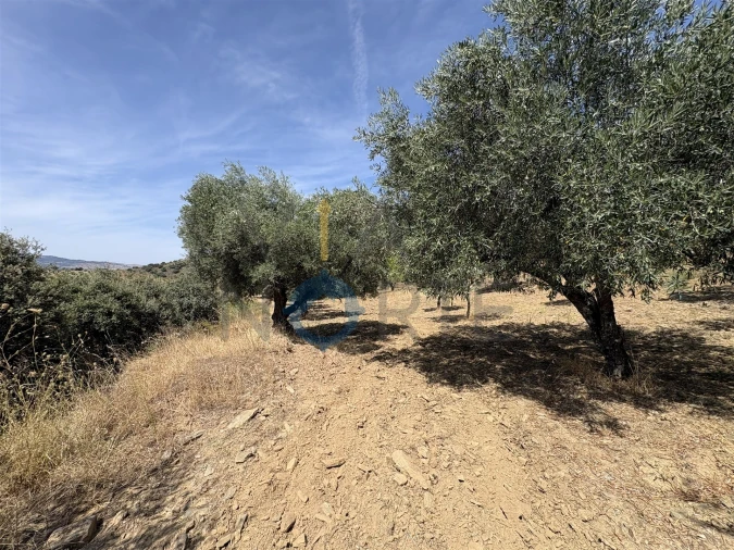 Terreno Agricola ou Rústico para Venda em Adeganha e Cardanha Foto 16