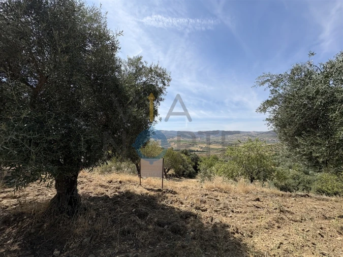 Terreno Agricola ou Rústico para Venda em Adeganha e Cardanha Foto 12