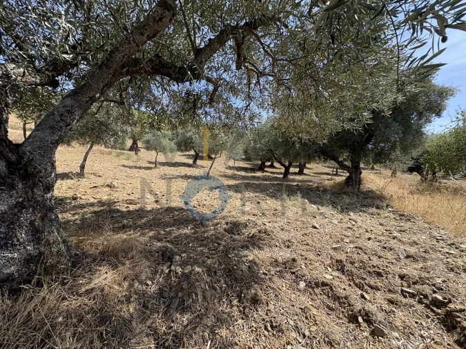 Terreno Agricola ou Rústico para Venda em Adeganha e Cardanha Foto 14