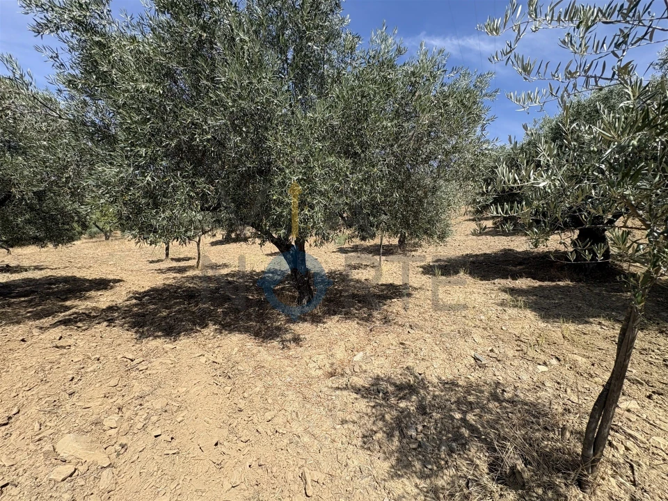 Terreno Agricola ou Rústico para Venda em Adeganha e Cardanha Foto 17