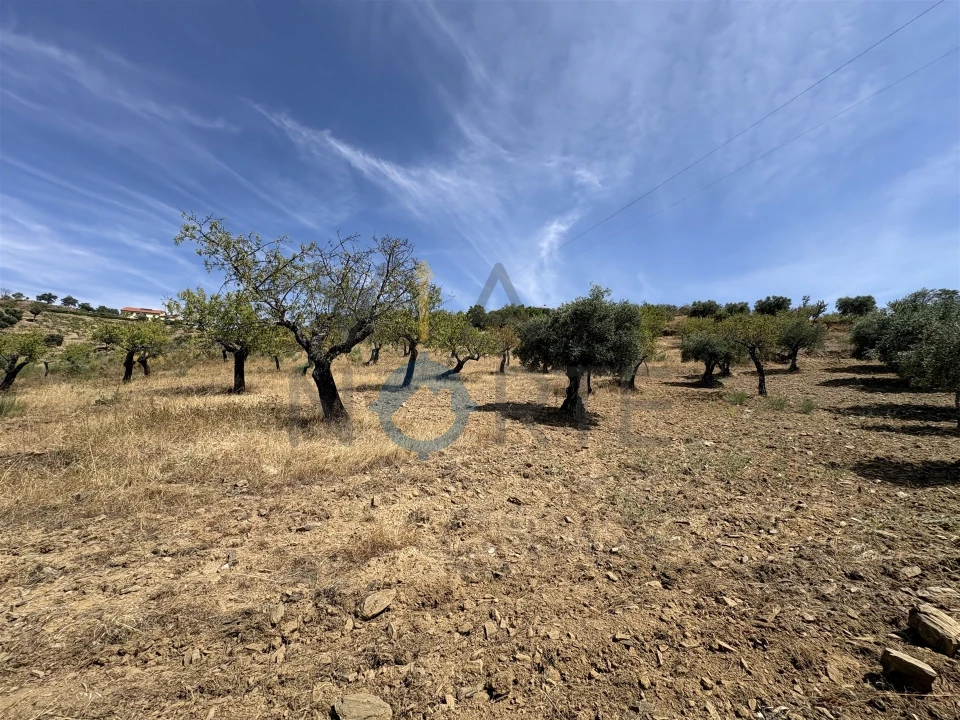Terreno Agricola ou Rústico para Venda em Adeganha e Cardanha Foto 13