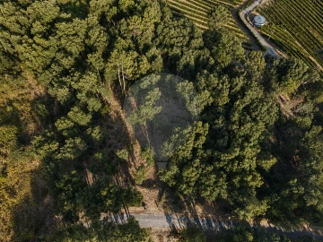 Terreno para Venda em Frende