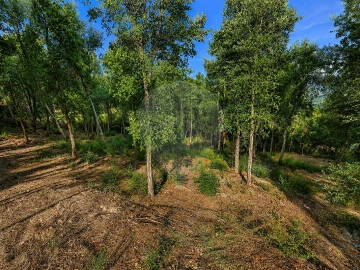 Terreno para Venda em Frende