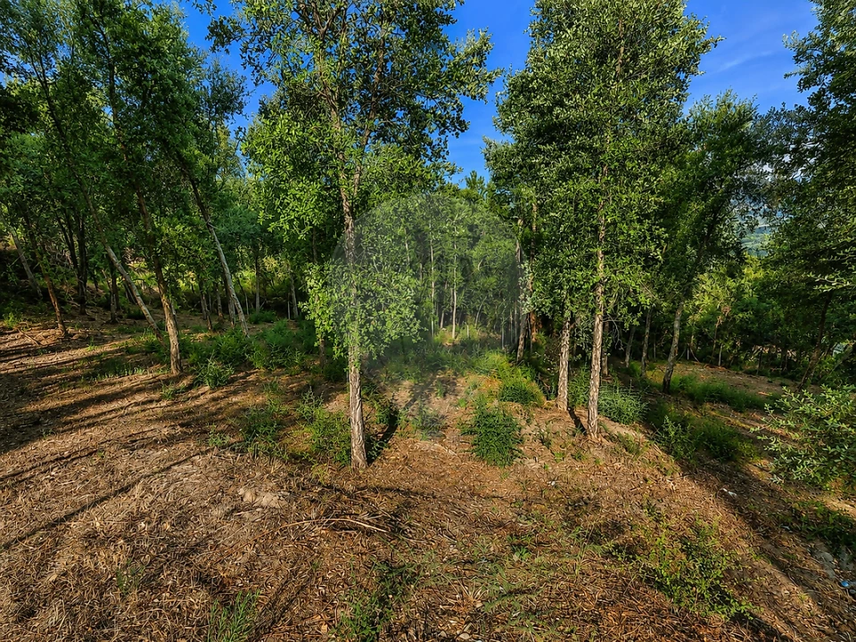 Terreno para Venda em Frende Foto 6