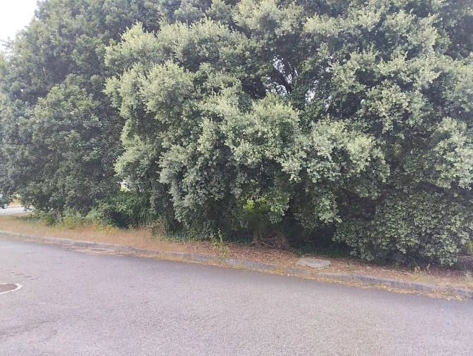 Terreno para Venda em Serzedo e Perosinho Foto 4
