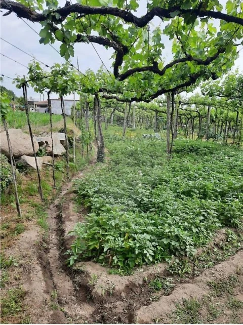 Terreno para Venda em Termas de São Vicente