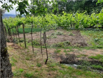 Terreno para Venda em Termas de São Vicente