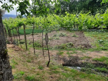 Terreno para Venda em Termas de São Vicente