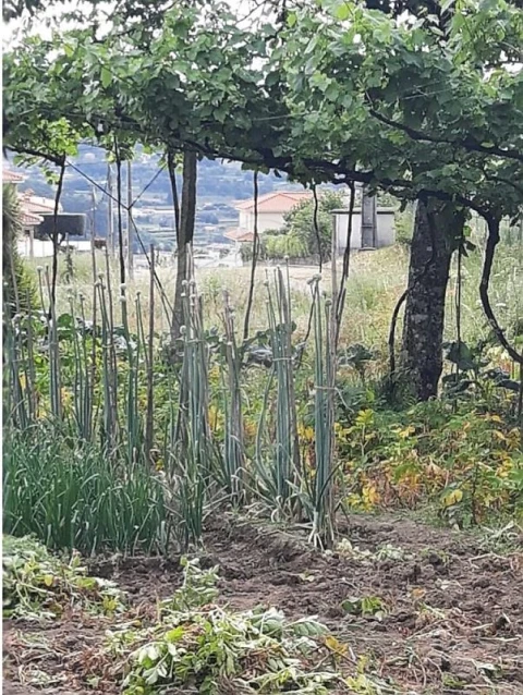Terreno para Venda em Termas de São Vicente