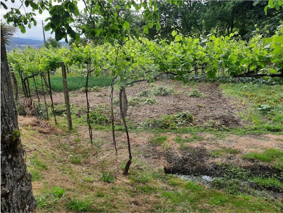 Terreno para Venda em Termas de São Vicente Foto 1