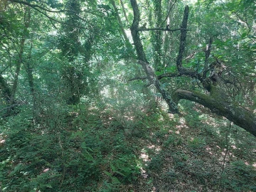 Terreno para Venda em Carvalho e Basto (Santa Tecla)