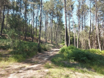 Terreno para Venda em Britelo, Gémeos e Ourilhe