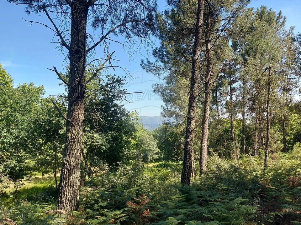 Terreno para Venda em Britelo, Gémeos e Ourilhe Foto 34