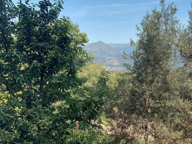 Terreno para Venda em Britelo, Gémeos e Ourilhe Foto 19