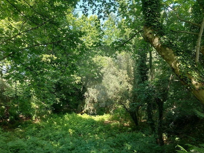 Terreno para Venda em Britelo, Gémeos e Ourilhe Foto 26