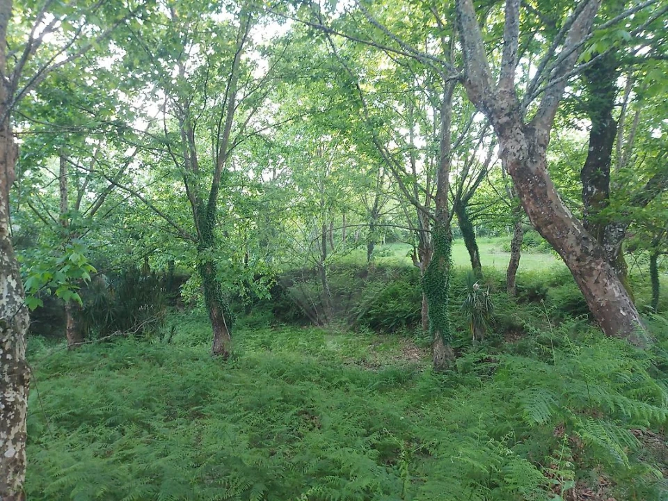 Terreno para Venda em Britelo, Gémeos e Ourilhe Foto 20
