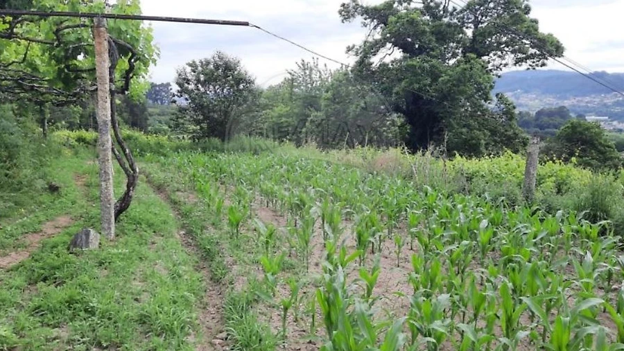 Terreno para Venda em Termas de São Vicente
