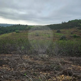Terreno para Venda em Azinhal