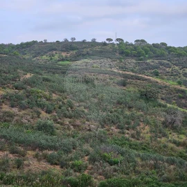 Terreno para Venda em Azinhal