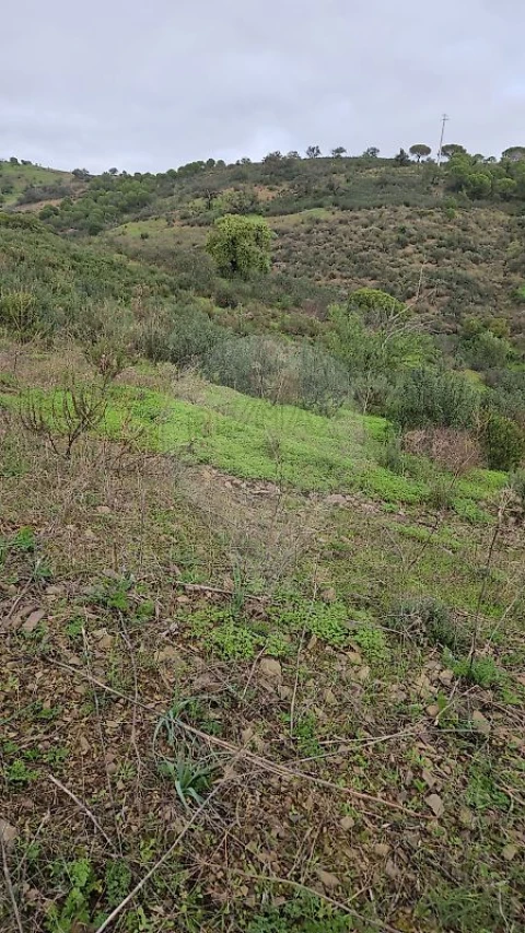 Terreno para Venda em Azinhal
