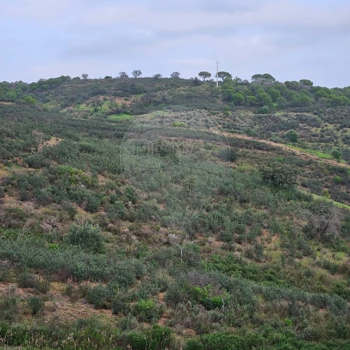 Terreno para Venda em Azinhal Foto 6