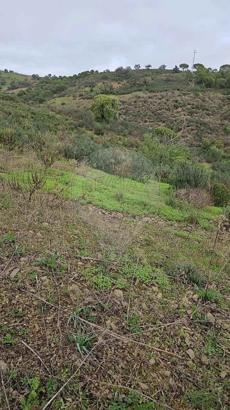 Terreno para Venda em Azinhal Foto 13