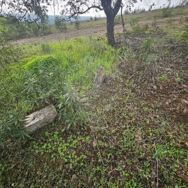 Terreno para Venda em Azinhal