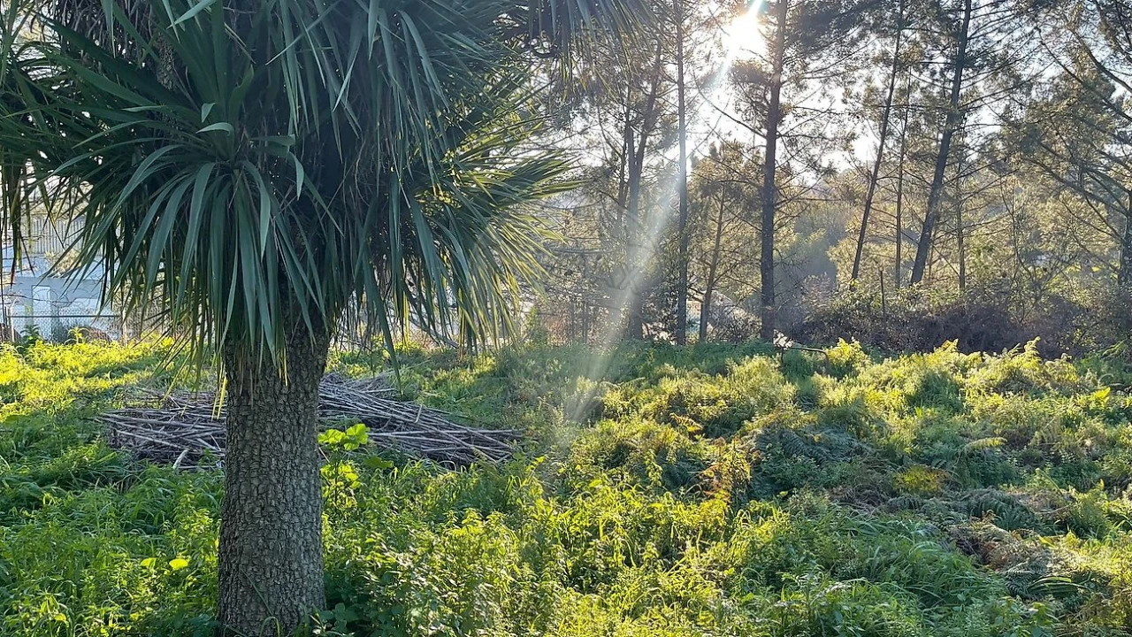 Terreno para Venda em Campanhã Foto 3