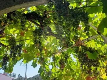Moradia T2 para Venda em Sertã