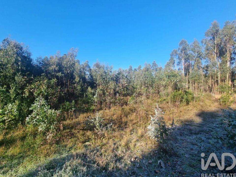 Terreno para Venda em Mortágua, Vale de Remígio, Cortegaça e Almaça Foto 6