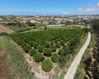 Terreno para Venda em Santa Barbara
