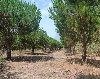 Terreno para Venda em Santa Barbara