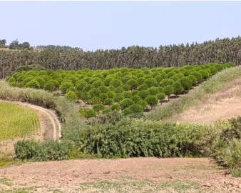 Terreno para Venda em Santa Barbara