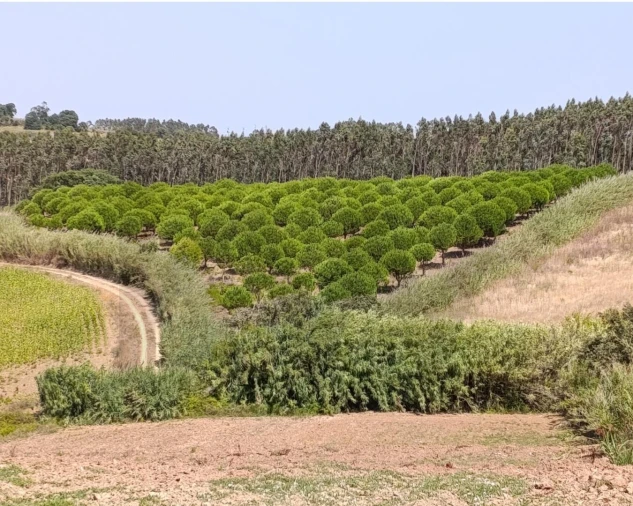 Terreno para Venda em Santa Barbara Foto 8