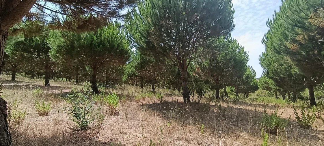 Terreno para Venda em Santa Barbara Foto 4