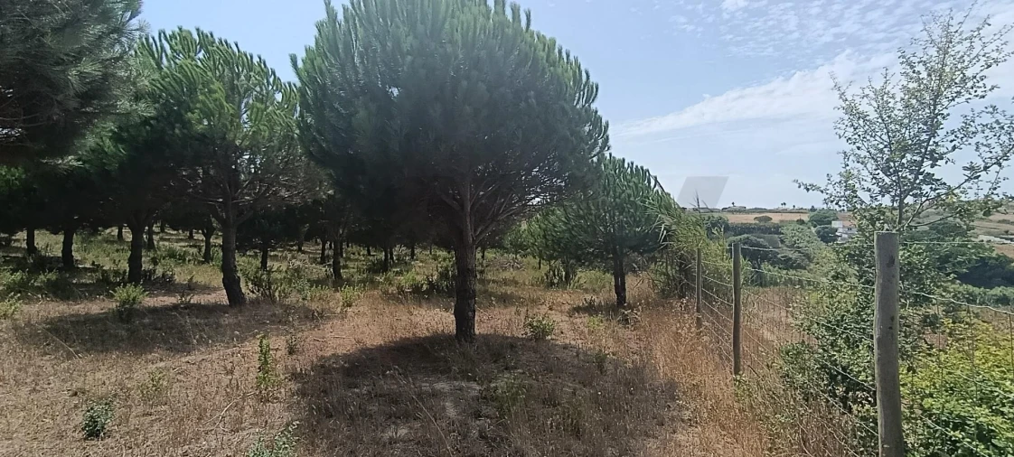 Terreno para Venda em Santa Barbara Foto 3